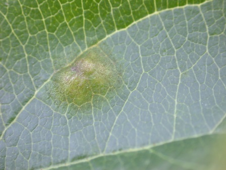 Schor5-02Blattschorf frisch.JPG